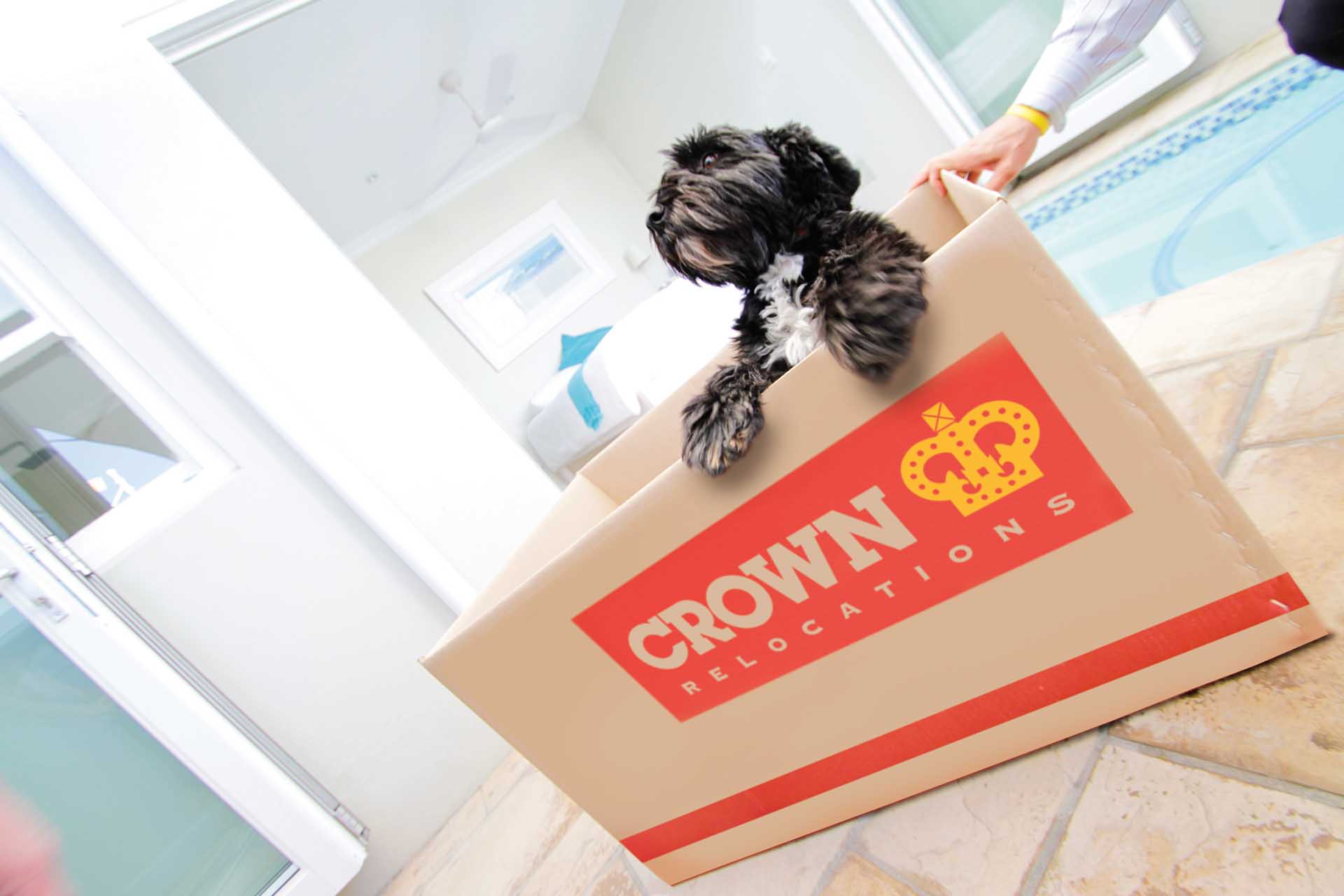 How to Move Overseas with Your Pet: Here’s What to Start Preparing Now