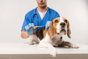 beagle laying down facing forward. vet behind ready to administer a microchip