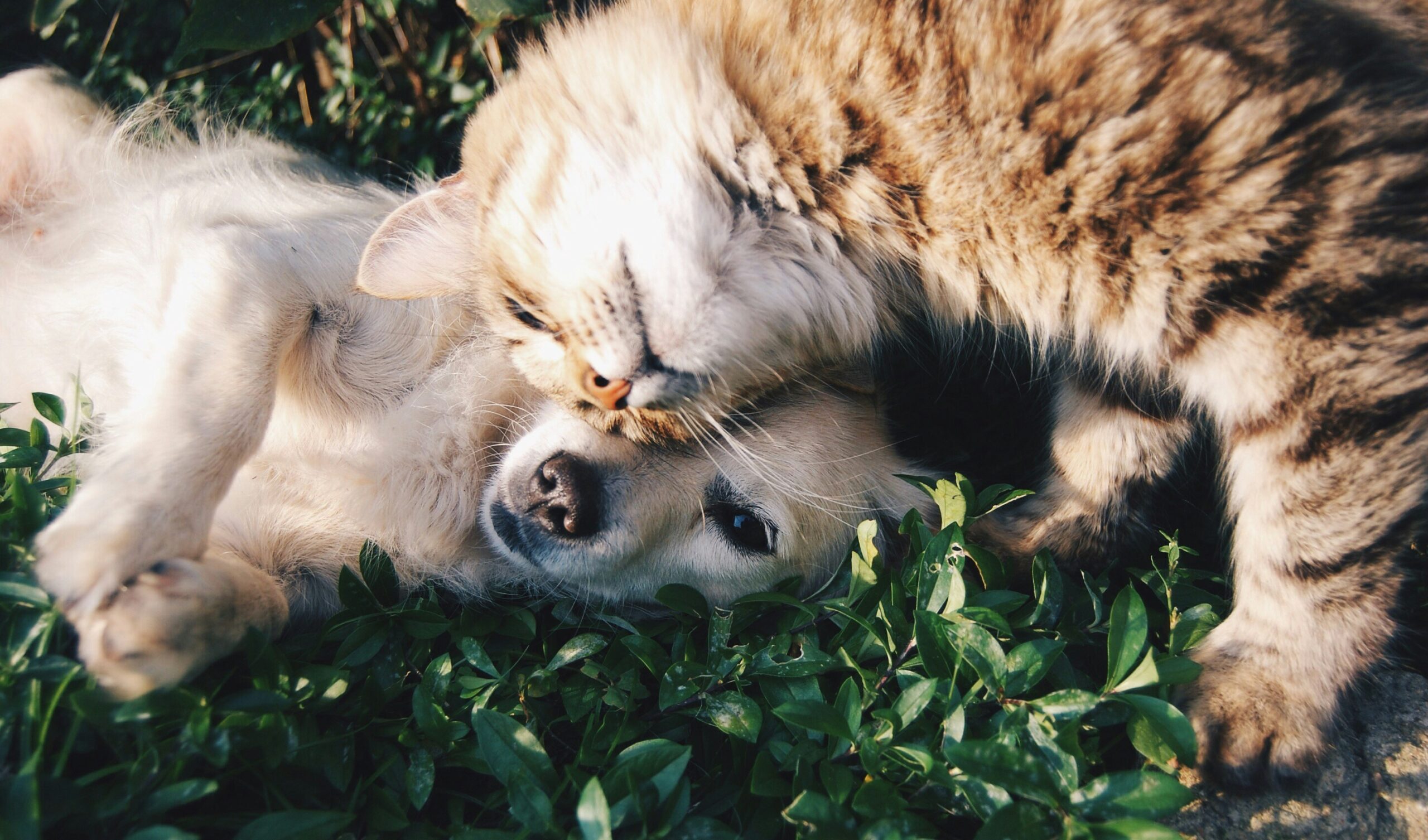 What Kind of Pet Relocation Parent Are You? 🐾