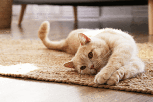 A cat stretching on a rug on the floor. 