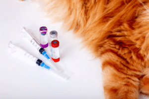 Vaccination syringes and tubes on a white floor. Next to it is a ginger cat, but only a patch of its fur can be seen. 