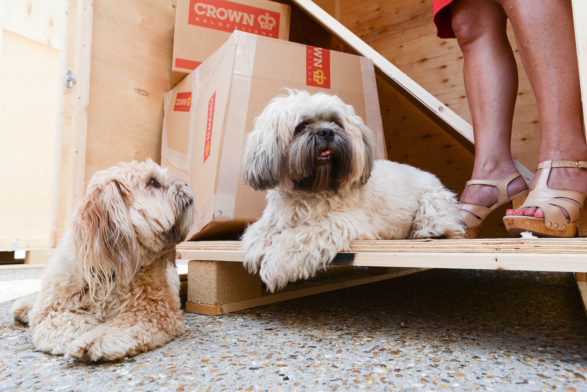 Moving Abroad with a Pet: Here’s What to Start Preparing Now